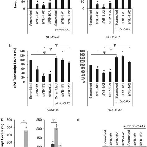 Y Box Binding Protein Yb Induces The Pik Ca Promoter A Sum