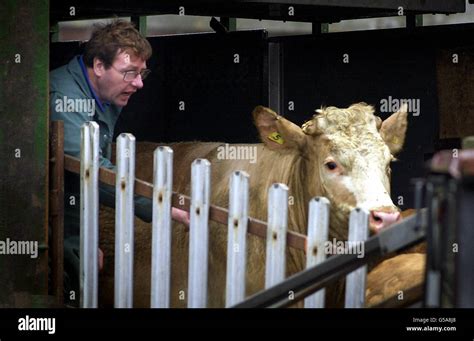 Un Trabajador Descarga Una Vaca Lista Para Su Sacrificio En El Matadero