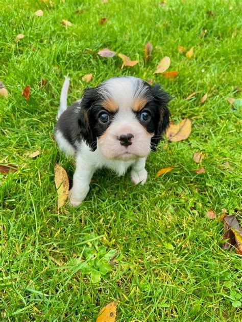 Cavalier King Charles Spaniel Hvalpe Til Salg P K Bhund Dk