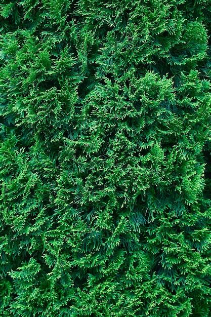 Premium Photo Beautiful Green Texture Of Thuja Leaves Closeup