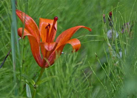 Wood Lily