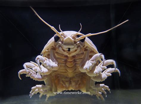 The Giant Isopod Or Bathynomus Kensleyi Grows To Around 40 Cm Such As