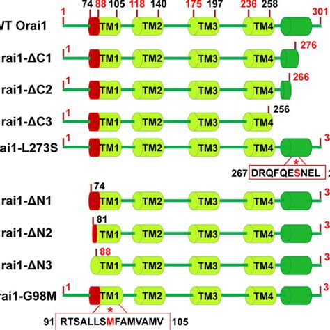 Schematic Diagram Of The Orai1 Mutants With Truncations Or Point