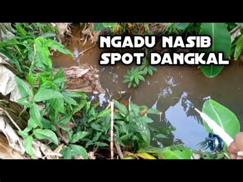 Mancing Wader Di Sungai Kecil Air Jernih Dan Dangkal Kreatif Mancing