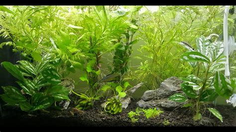 Fluval Spec V Full Tank Shot PlantedTank