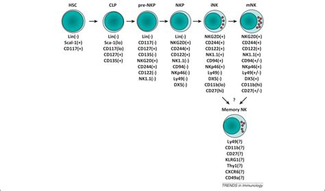 Location And Cellular Stages Of Natural Killer Cell Development Trends