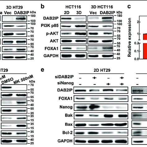 Dab2ip Downstream Signaling And Its Effect On Nanog Associated Download Scientific Diagram