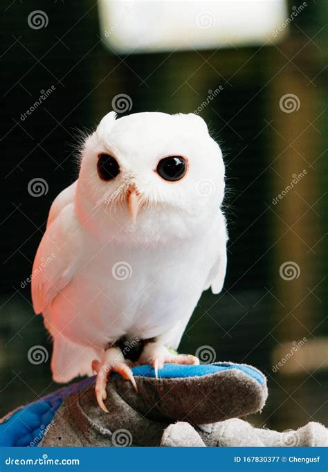 A cute baby pure white owl stock image. Image of close - 167830377