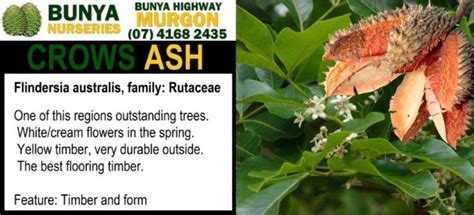 Bunya Nurseries