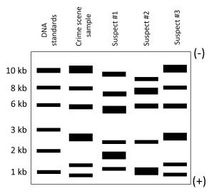 Interpreting Results Of A Gel Electrophoresis Experiment Practice