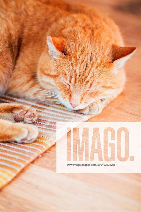 Peaceful Orange Red Tabby Cat Male Kitten Curled Up Sleeping In His Bed