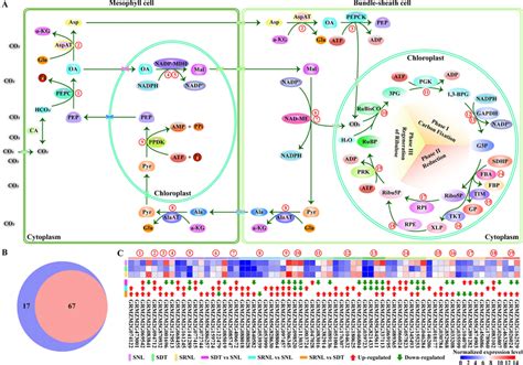 Genes Involved In C Carbon Fixation A Schematic Representation Of C