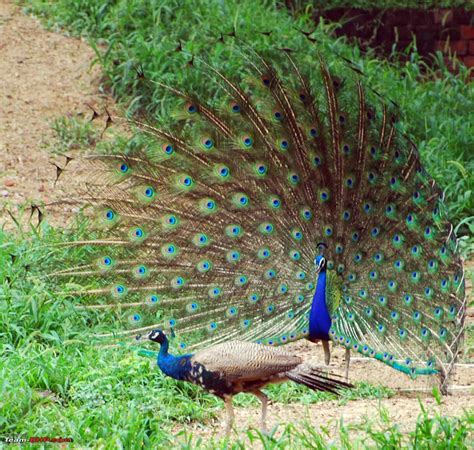 The wild life Animals: The Peacock