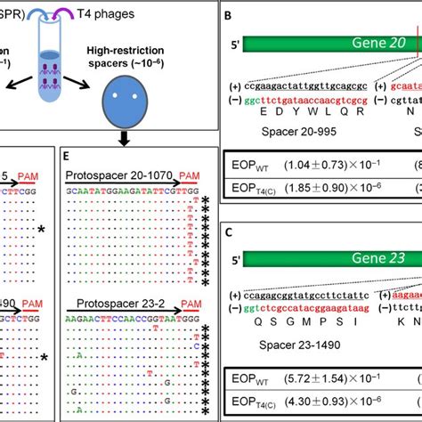 A Model For Crispr Cas9 Driven Evolution Of Phage T4 Genome Schematic