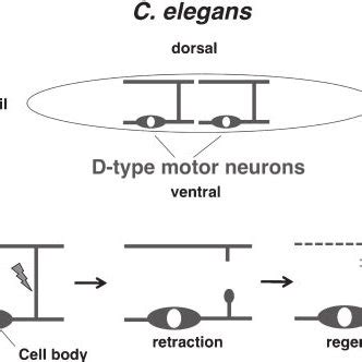 Overview Of Axon Regeneration In Mammals After Axon Injury The