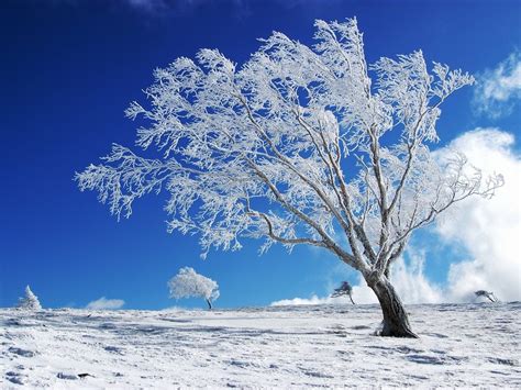 Free Winter Backgrounds Images Wallpapersafari