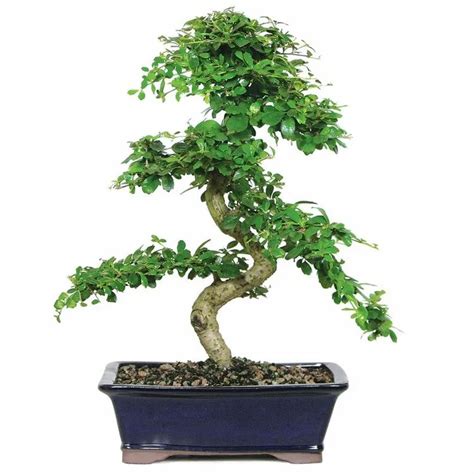 Fukien Tea Plant Care And Growing Basics Water Light Soil Propagation