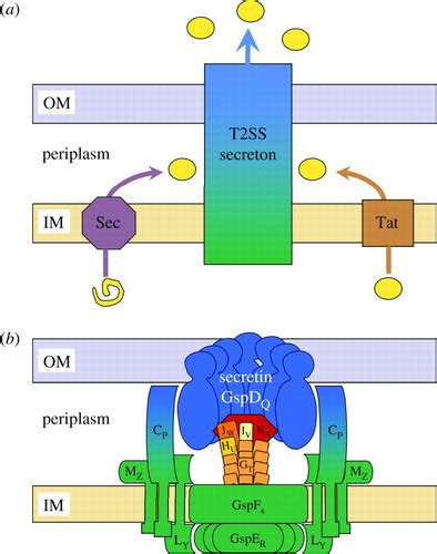 On The Path To Uncover The Bacterial Type Ii Secretion System