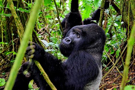 Gorilla Trekking In Democratic Republic Of Congo Virunga National Park