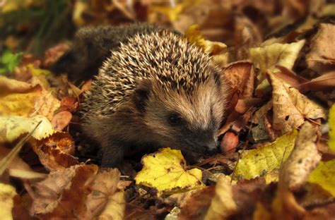 Vip Res Astuces Naturelles Pour Les Loigner De Votre Jardin