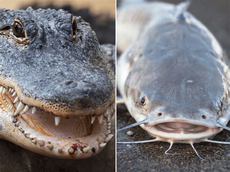 Delicious New Food In The Making Catfish With Alligator Genes Resists