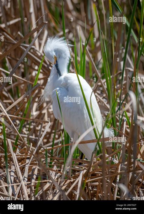 A Beautiful Snowy Egret Preens Itself While Partially Hidden In The