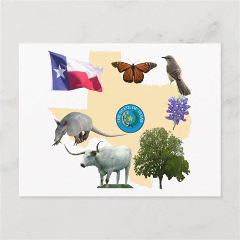 Texas state symbols postcard – Artofit