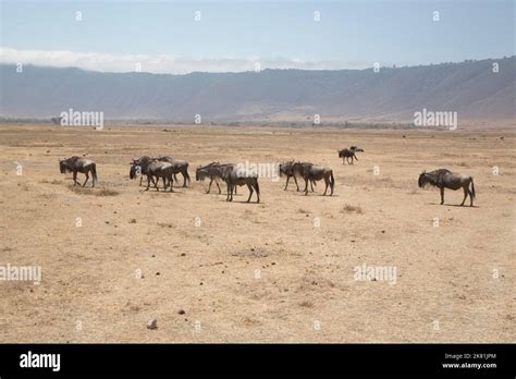 Parc de ngorongoro hi-res stock photography and images - Alamy