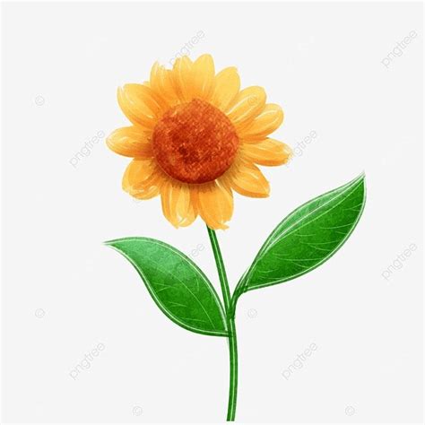 Yellow Sunflower Clipart Transparent Background Flowering Branch Of