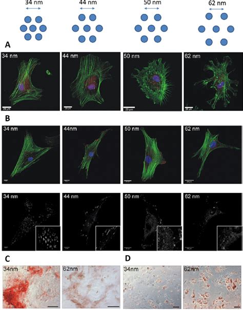 Lateral Spacing Of Adhesion Peptides Influences HMSC Behavior A