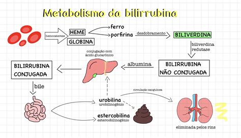 Metabolismo da bilirrubina Bioquímica I