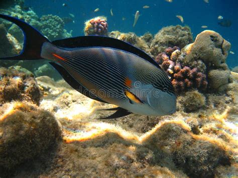 Surgeon fish stock photo. Image of surgeon, snorkeling - 10192550