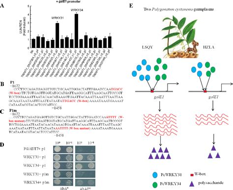 Figure 5 From Comparative Transcriptome Profiling Reveals Two WRKY