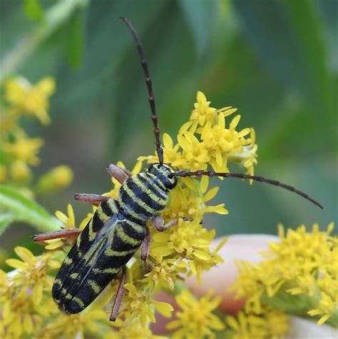 Megacyllene Robiniae Locust Borer Megacyllene Robiniae Bugguide