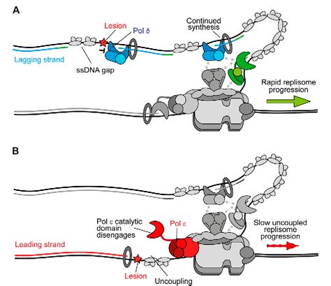 Figure From Mechanisms For Maintaining Eukaryotic Replisome