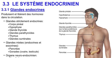 Syt Me Endocrinien Flashcards Quizlet