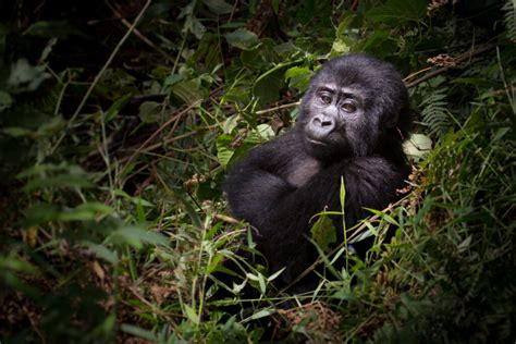 Embark On A Remarkable 5 Day Uganda Gorilla Habituation Experience