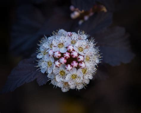 Flor Florecer Primavera Foto Gratis En Pixabay Pixabay