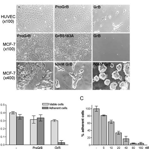 Morphological Changes And Detachment Of Adherent Cells Exposed To