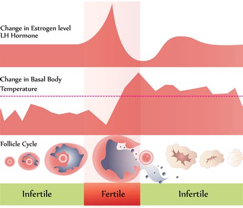 Progesterone And Your Fertility How This Hormone Plays A Big Part In