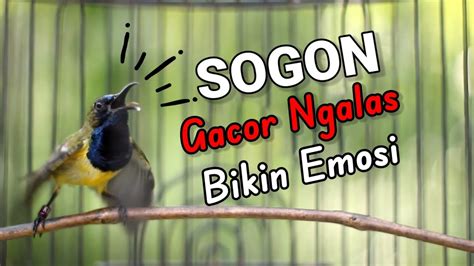 PANCINGAN SOGON AMPUH SUARA LIARAN BIKIN EMOSI LANGSUNG NYAUT YouTube