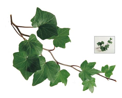 Common Ivy Leaf Plant Vine Ivy Png Download 25002025 Free