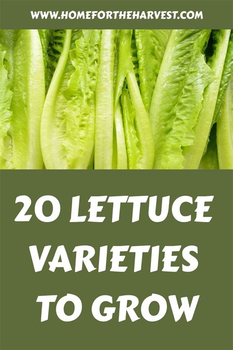 20 lettuce varieties 塞 Crunchy, curly, and everything in betwe