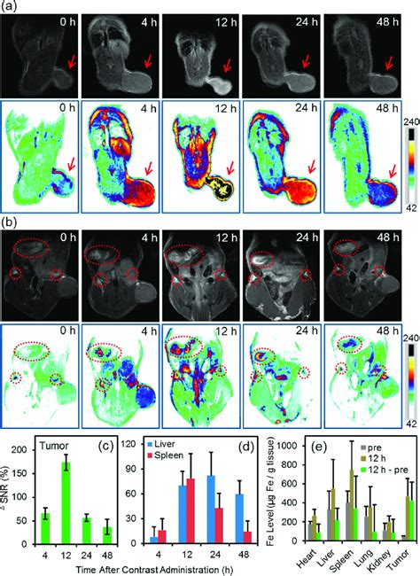 T Weighted Mr Images Of U Mg Tumor Bearing Nude Mice Slice