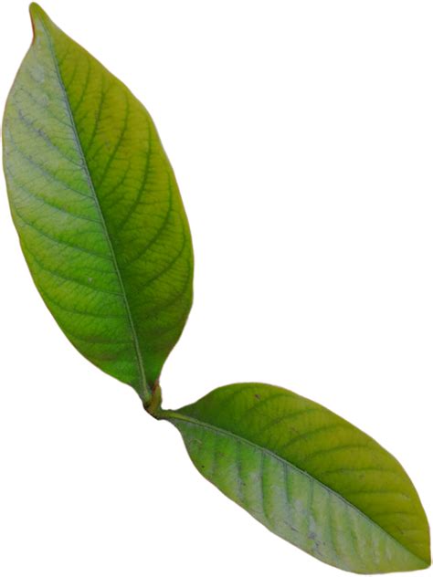 Green leaves isolated 29943441 PNG