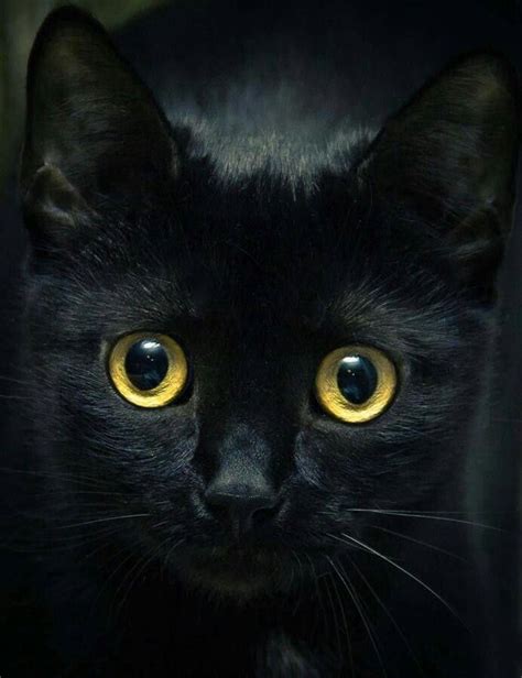 Captivating Black Cat With Yellow Eyes