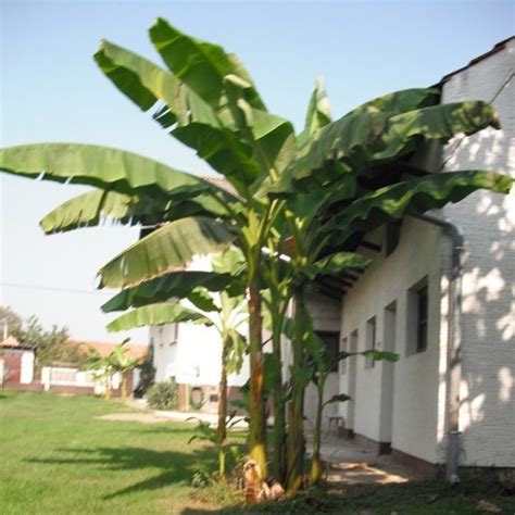 Banana Musa Tropicana Mala Prodaja Sadnica