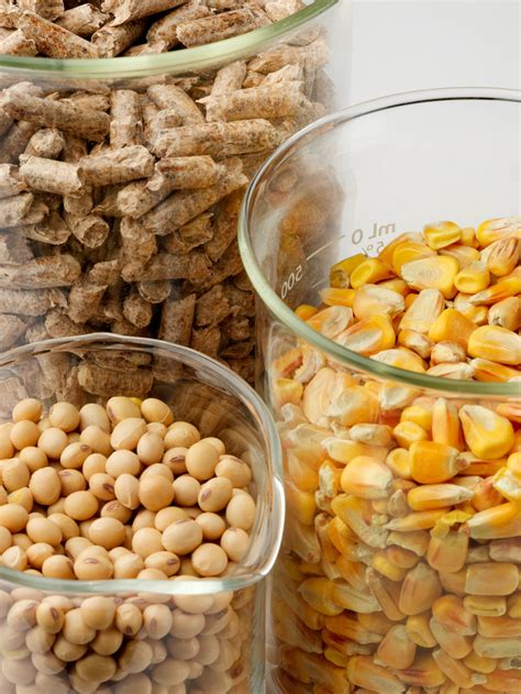 Biomass Nd Studies Energy Curriculum