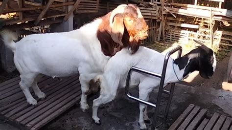 Big Boer Goat Crosses With Boerawa Goat In My Farm YouTube