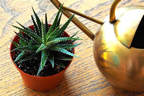 How To Grow And Care For Zebra Haworthia Gardeners Path